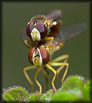 P1100336.jpg