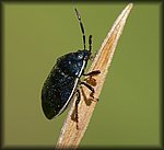 P1100599_cp.jpg