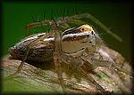 P1110392_cp.jpg