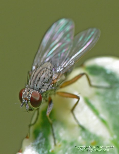 Fly1.jpg