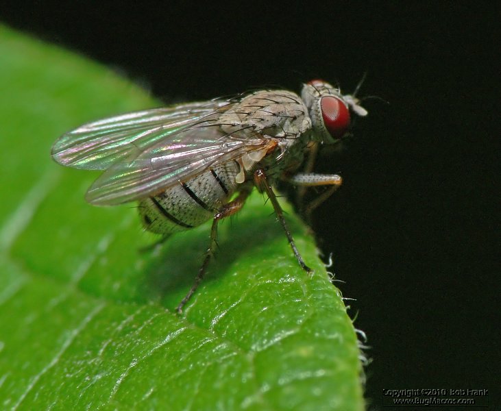 Fly2.jpg