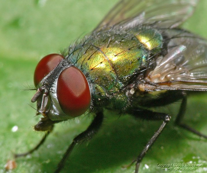 P1030590_crop.jpg
