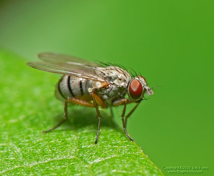 fly3.jpg