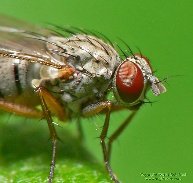 fly3_crop.jpg