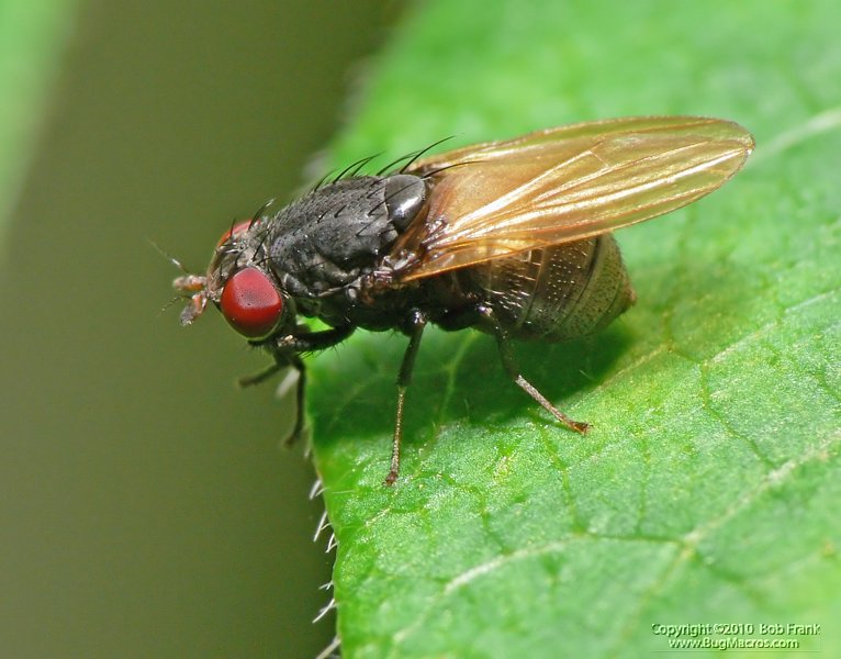 fly4.jpg