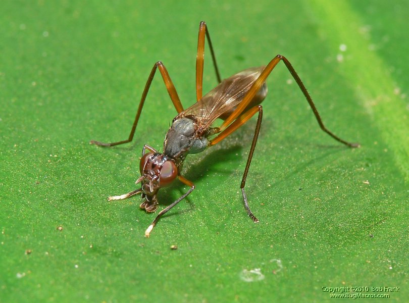 flying_ant2.jpg