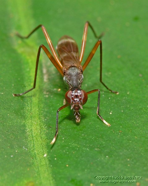 flying_ant3.jpg