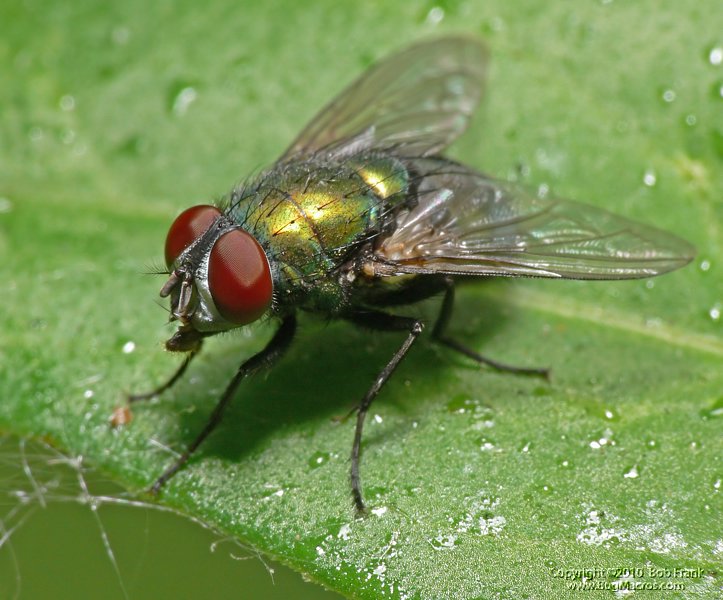 green_fly.jpg