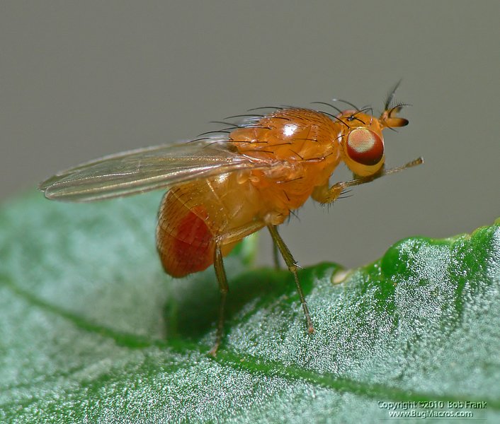 orange_fly.jpg