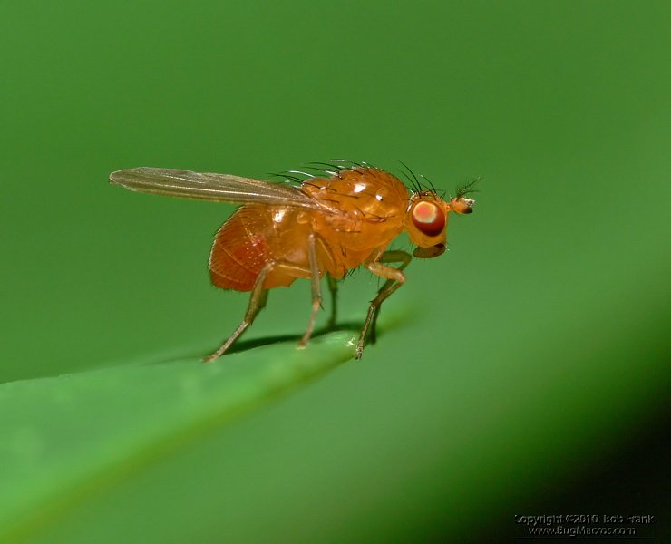 orange_fly2.jpg