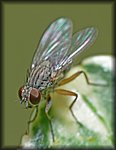 Fly1.jpg