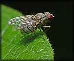 Fly2.jpg
