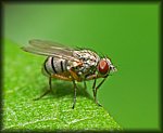 fly3.jpg