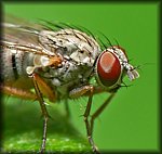 fly3_crop.jpg