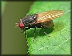 fly4.jpg