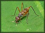 flying_ant2.jpg