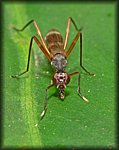 flying_ant3.jpg
