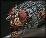 flys_eye.jpg