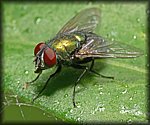 green_fly.jpg