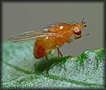 orange_fly.jpg