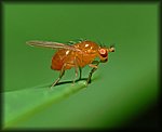 orange_fly2.jpg