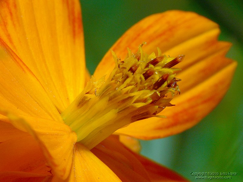 P1060515.jpg