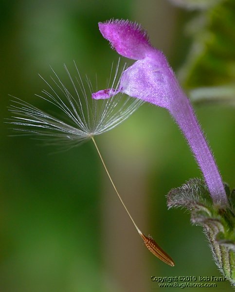 P1100355.jpg