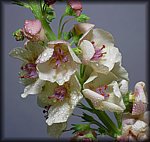 P1100029.jpg