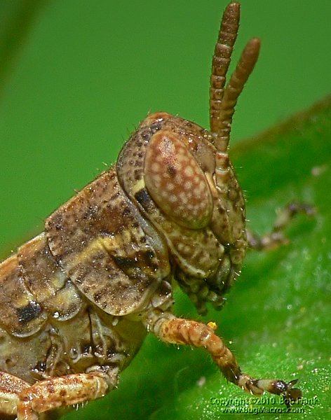 P1110753_cp.jpg