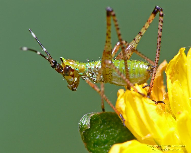 green_bug2.jpg