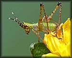 green_bug2.jpg