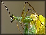 green_bug3.jpg
