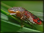 tree hopper.jpg