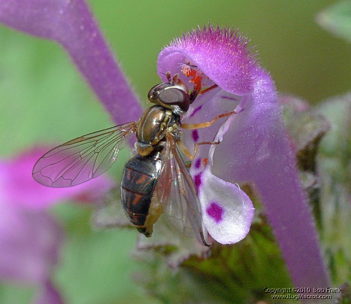 P1100084.jpg