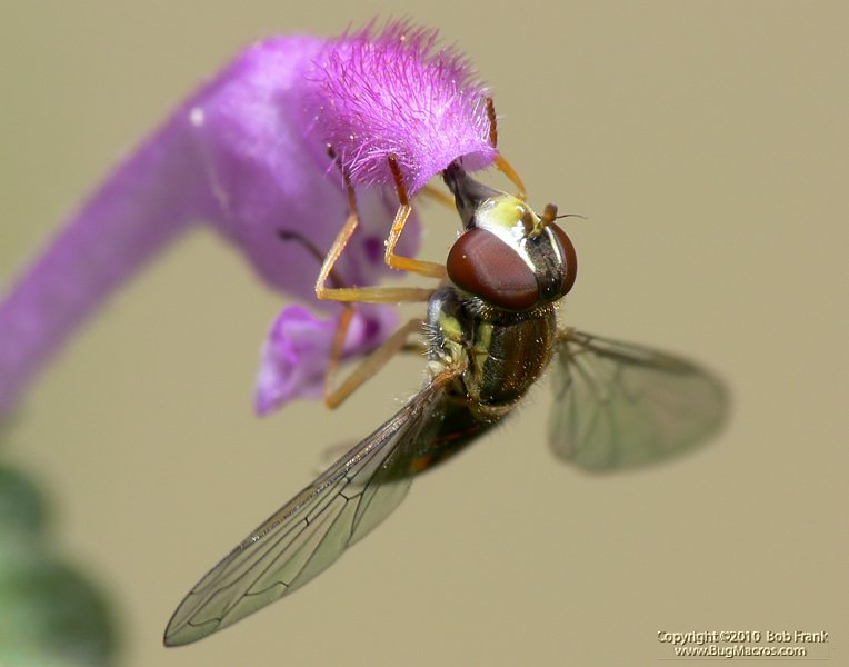 P1100159.jpg
