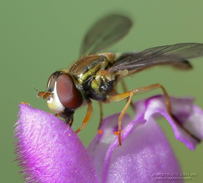 P1100171_rev.jpg