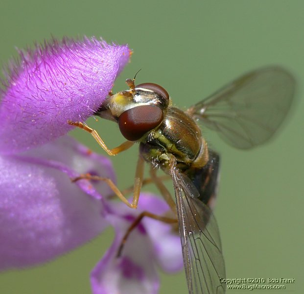 P1100176.jpg
