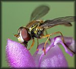 P1100171_rev.jpg