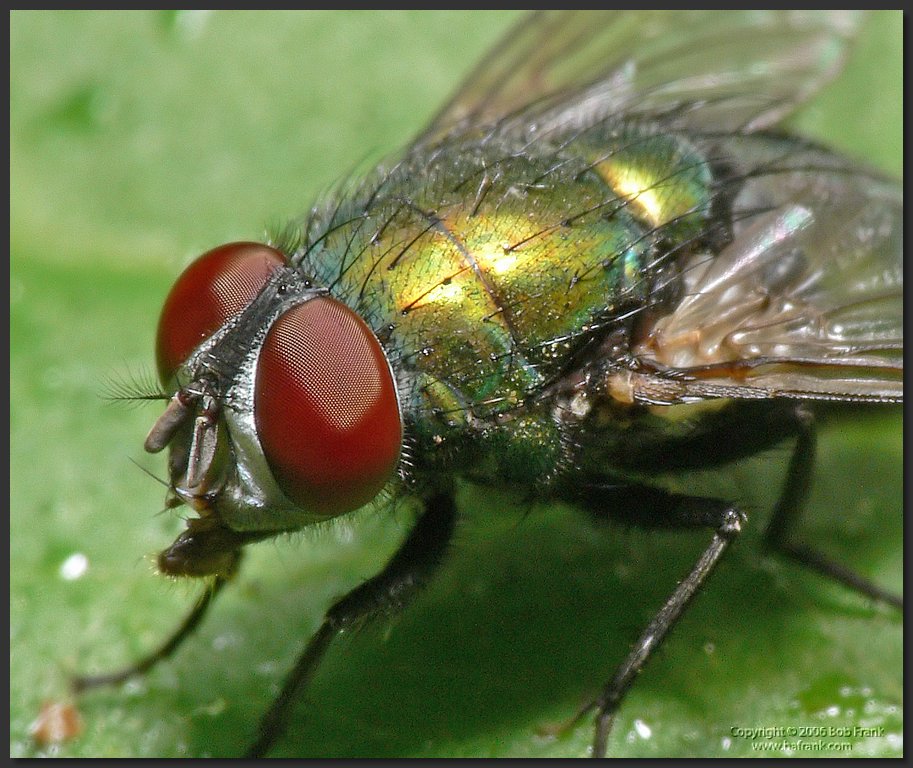 P1030590_crop.jpg