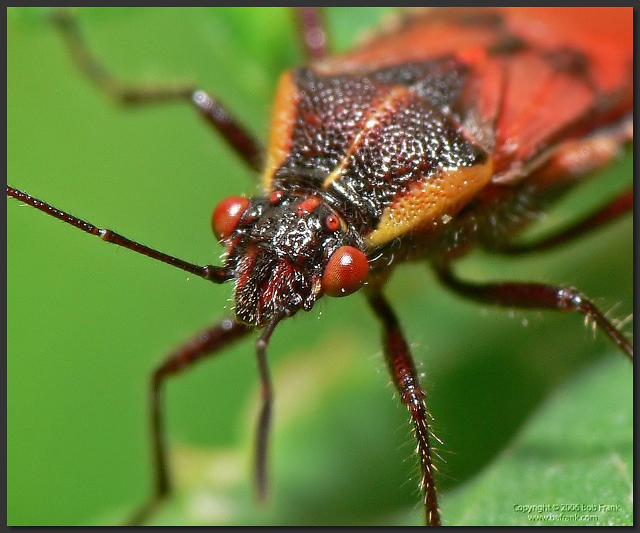 P1030747_crop.jpg