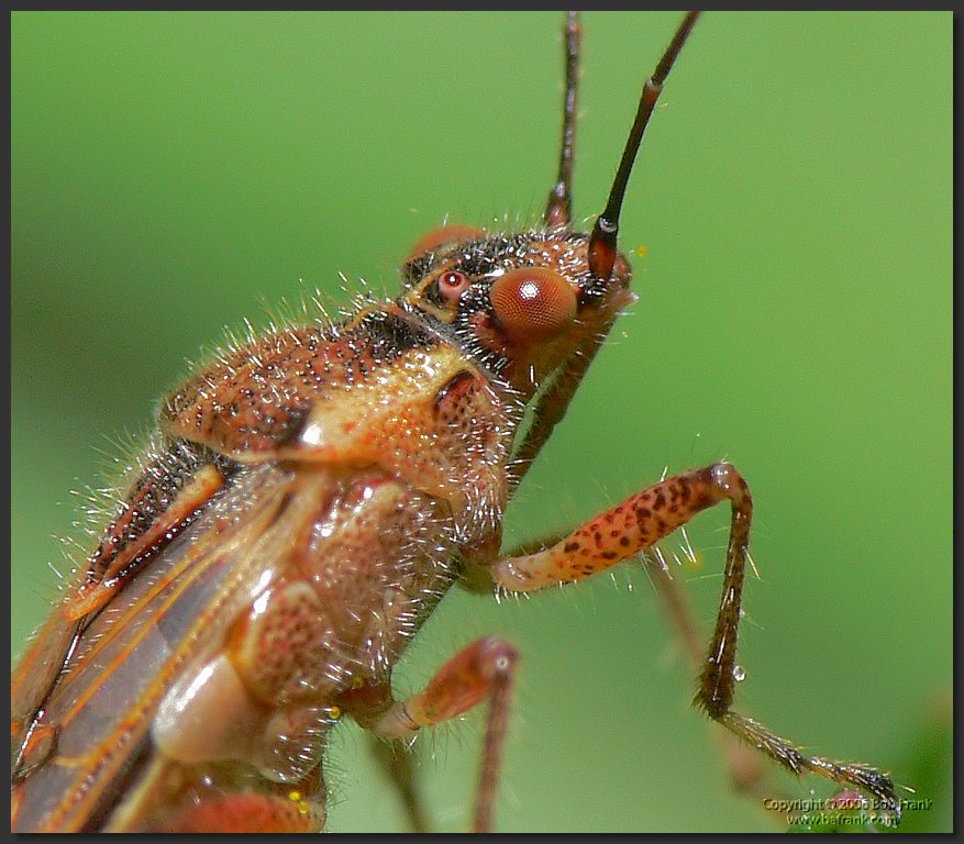 P1030934_crop.jpg