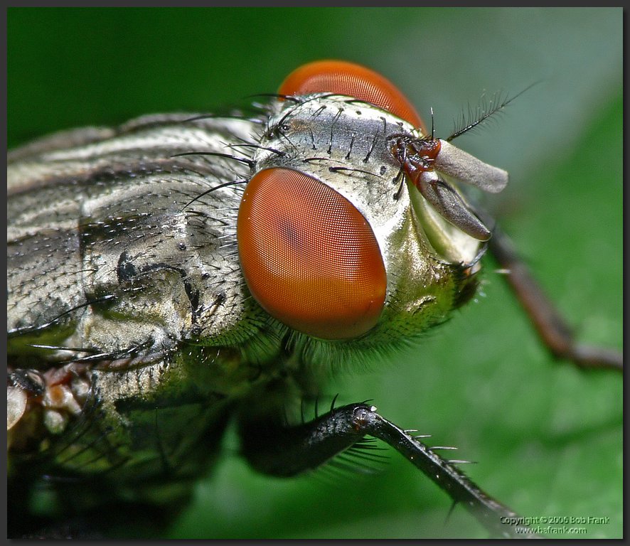 P1040045_crop.jpg