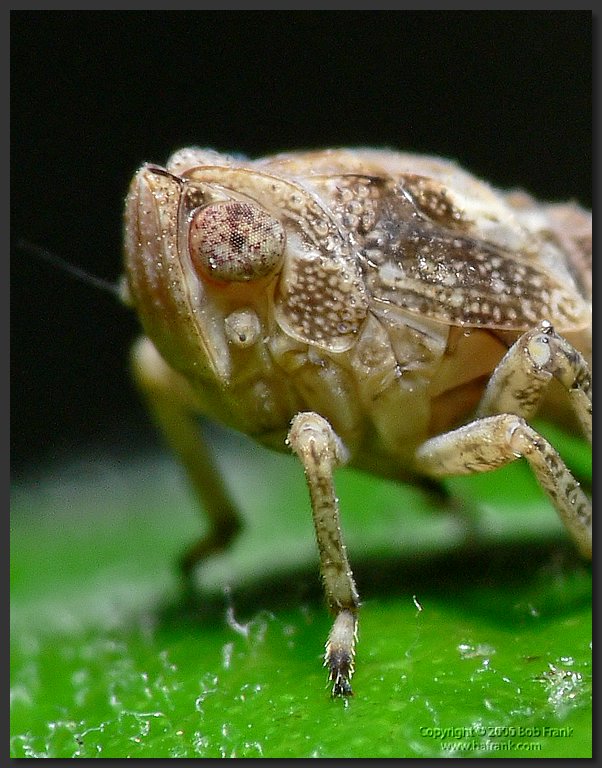 P1040406_crop.jpg