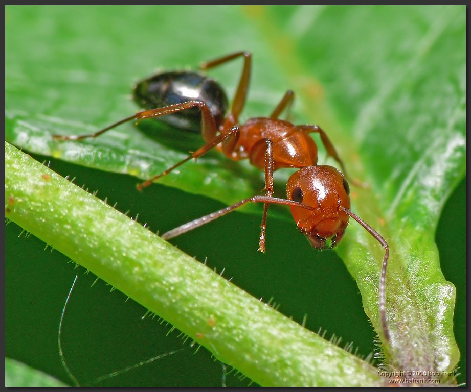 Red_ant5.jpg