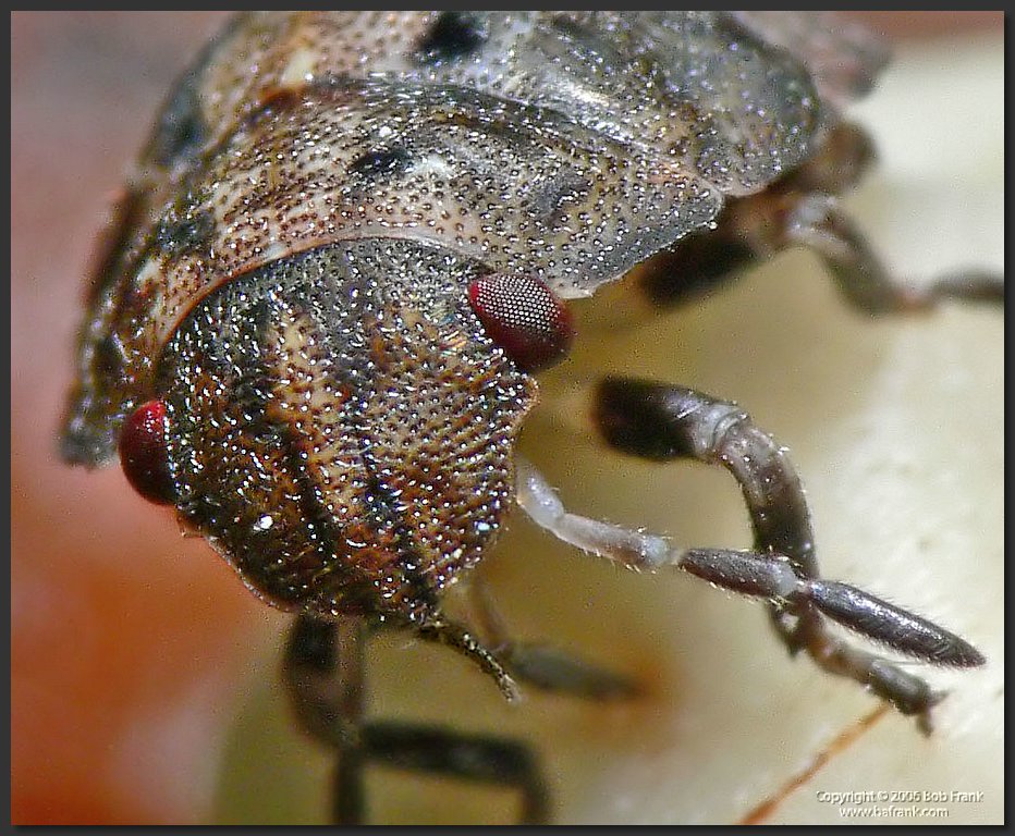 Tiny_Bug3_crop.jpg