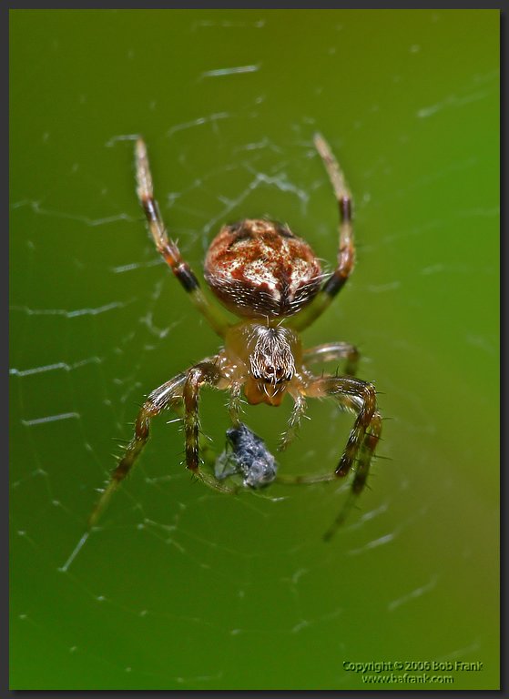 Tiny_Spider2.jpg
