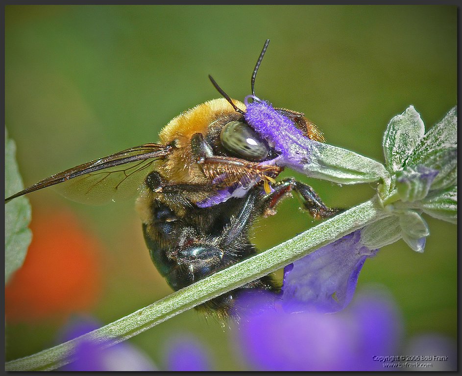 bee.jpg