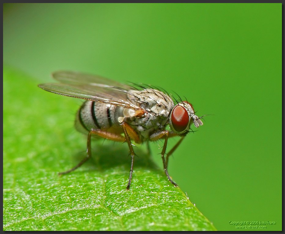 fly3.jpg