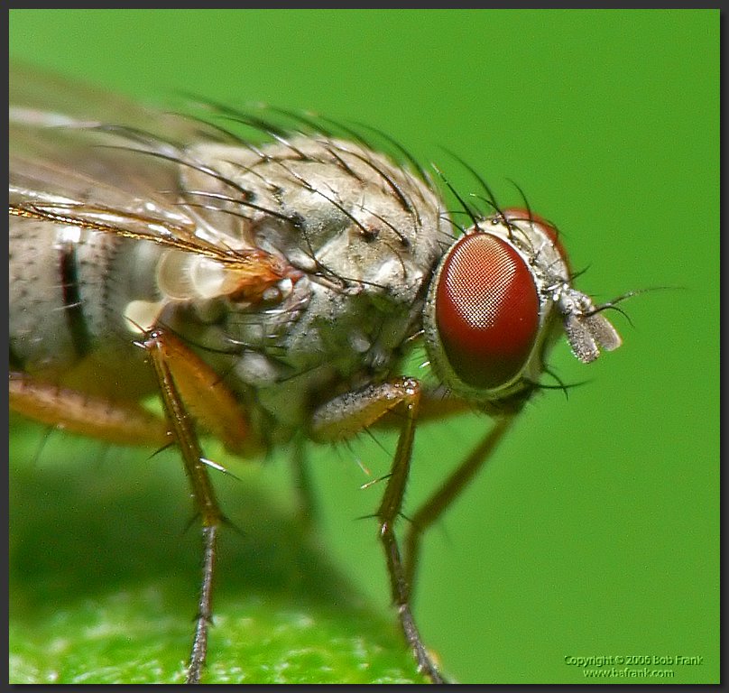 fly3_crop.jpg