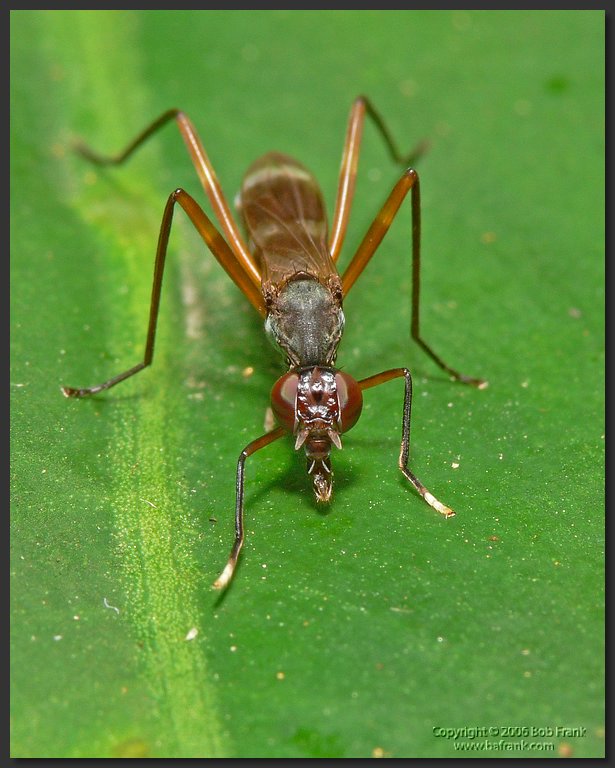 flying_ant3.jpg